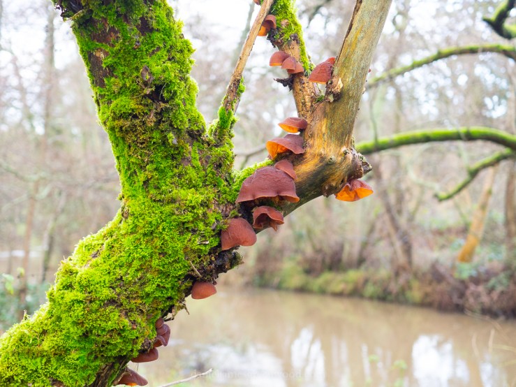 Midhurst - 10-12-2019 blog-2-2