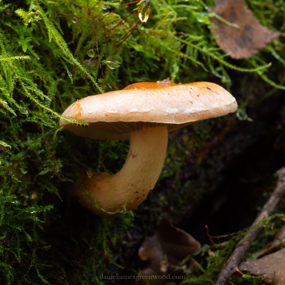 SLF - 14-12-2019 blog-2