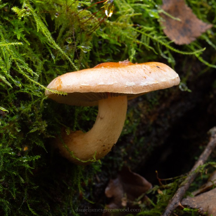 SLF - 14-12-2019 blog-2