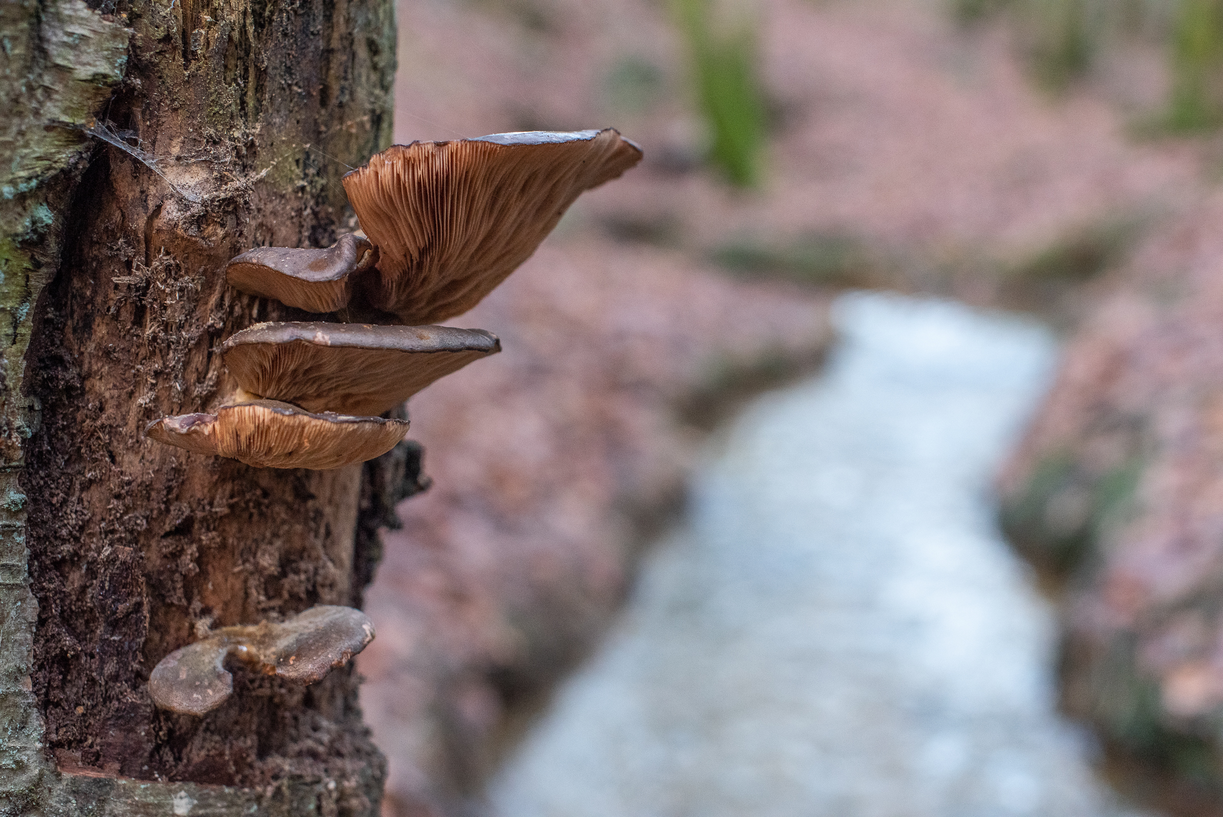 SLF - 14-12-2019 hi-res-35