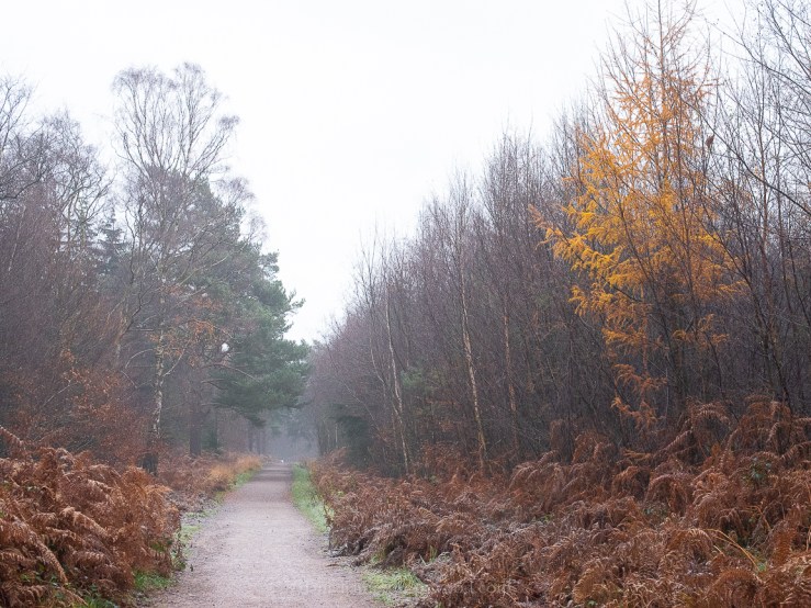 SLF - 5-12-2019 blog-14