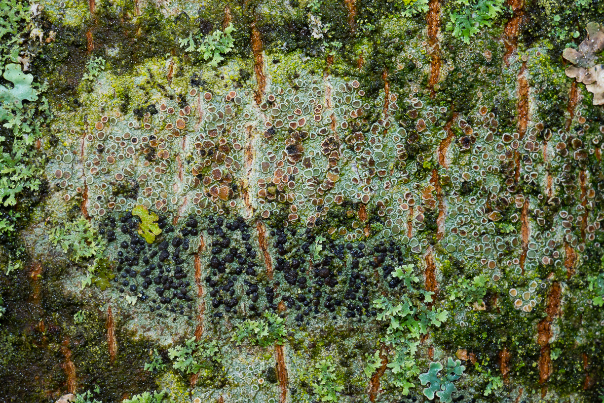 Midhurst - 15-1-2019 blog-11