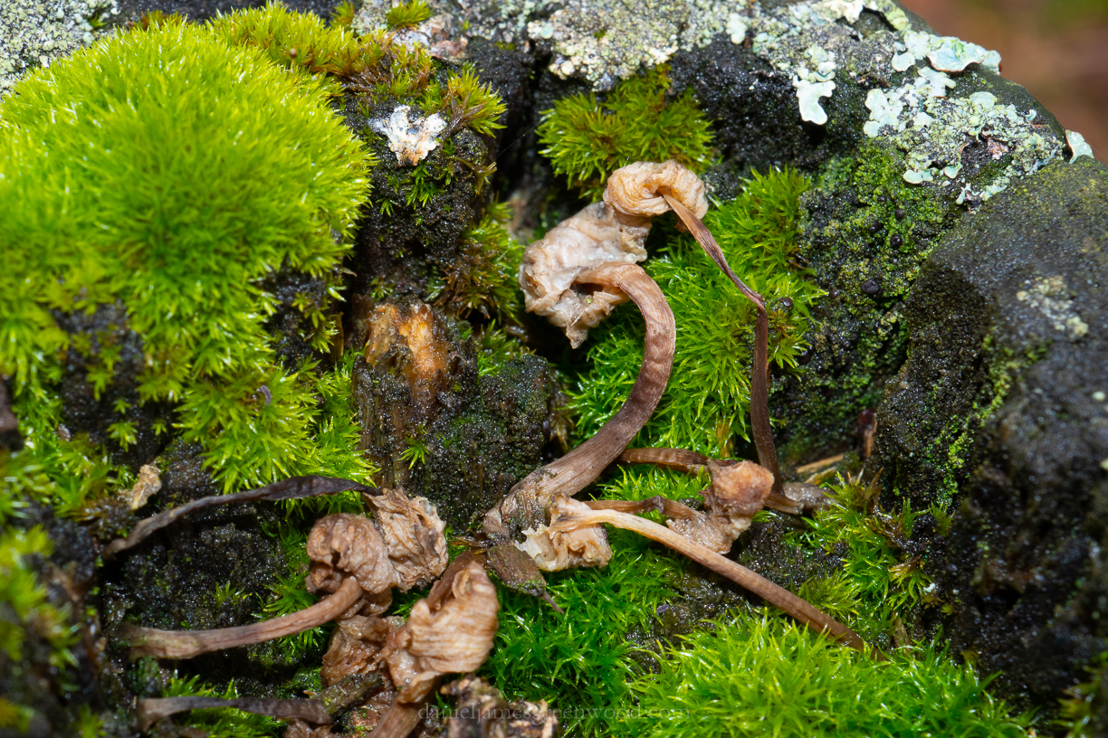 Midhurst - 15-1-2019 blog-14