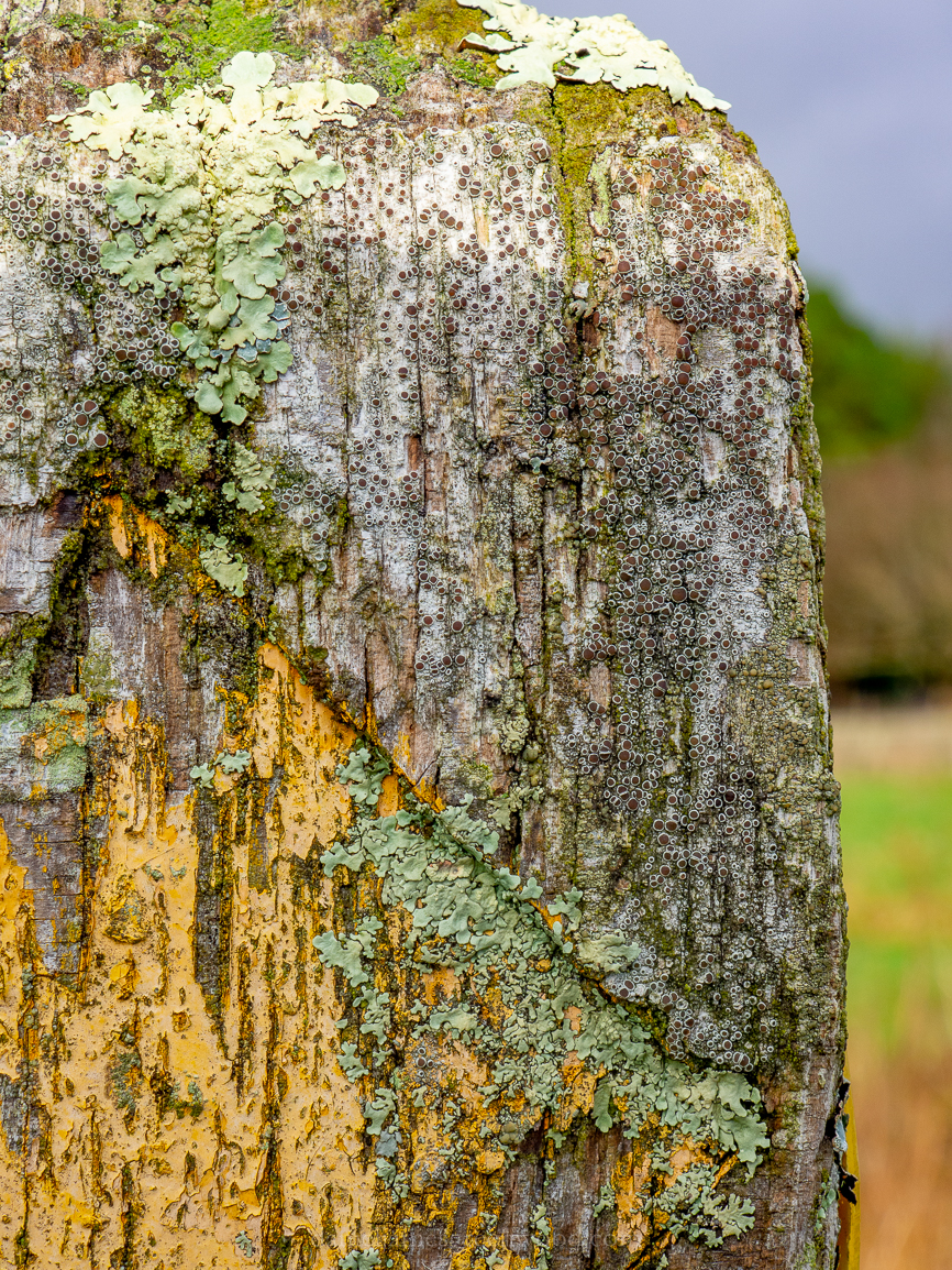 Midhurst - 15-1-2019 blog-17