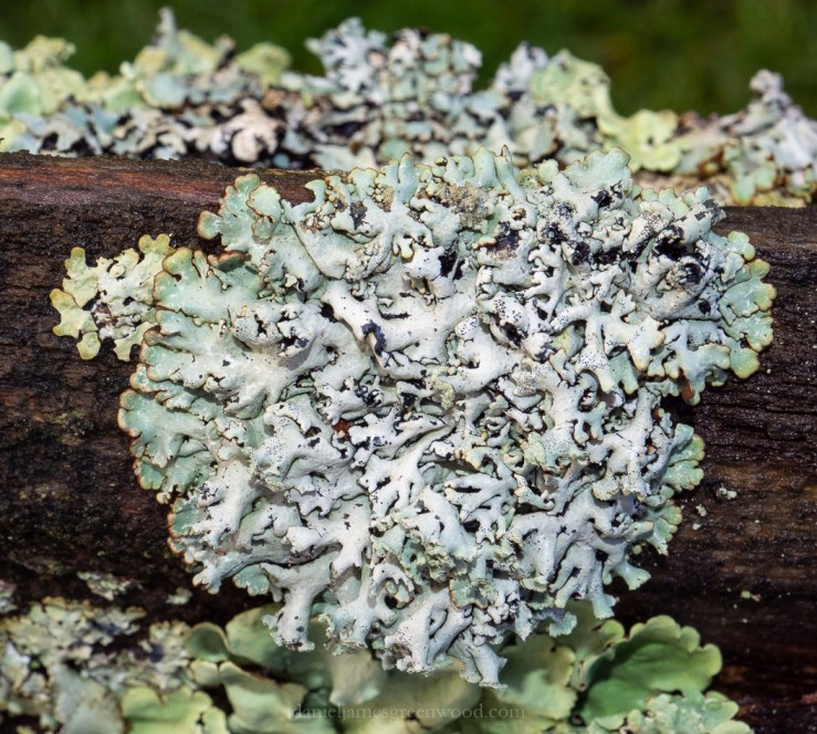 Midhurst - 15-1-2019 blog-5