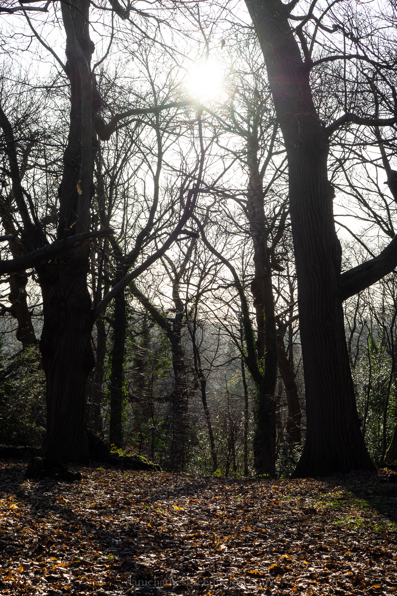 Midhurst - 3-1-2019 blog-3