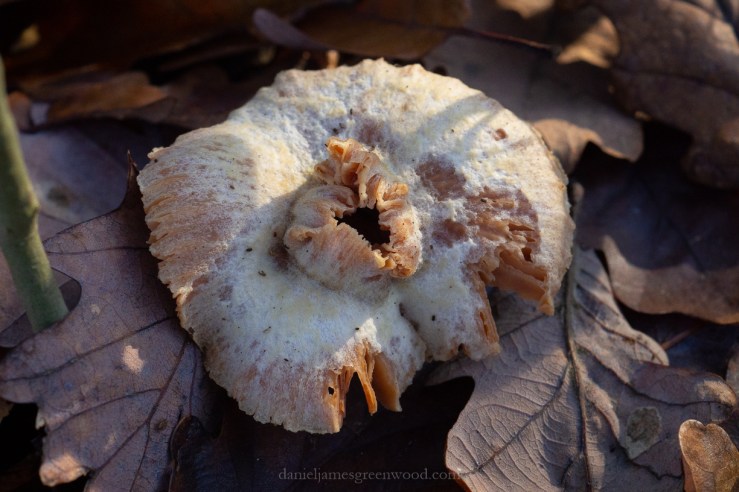 OTH 25-12-2019 blog-6