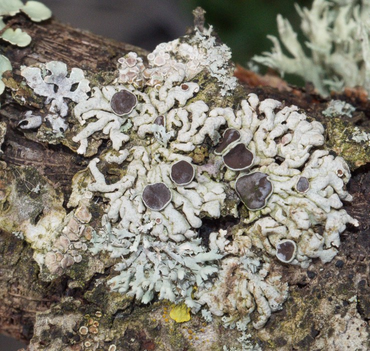 Rother - 28-1-2020 AL (14)