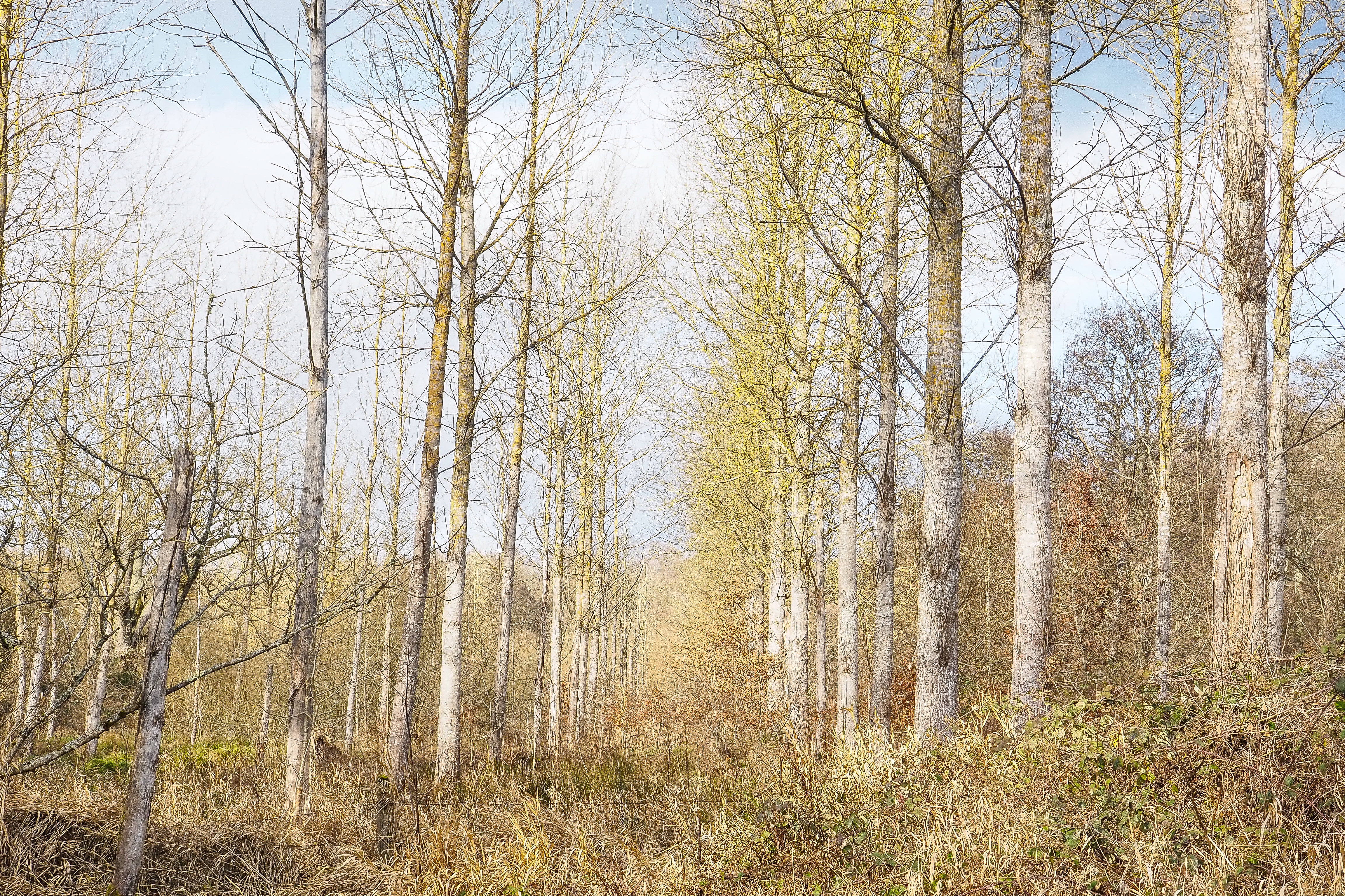 Rother - 28-1-2020 AL (18)