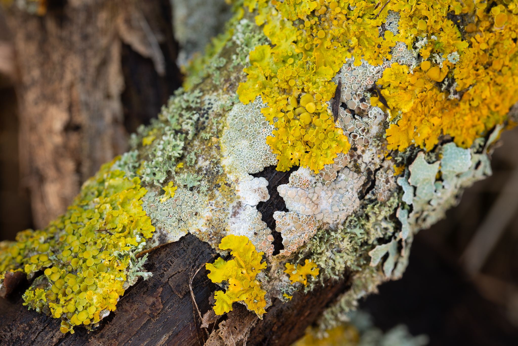 Rother - 29-1-2020 (1)