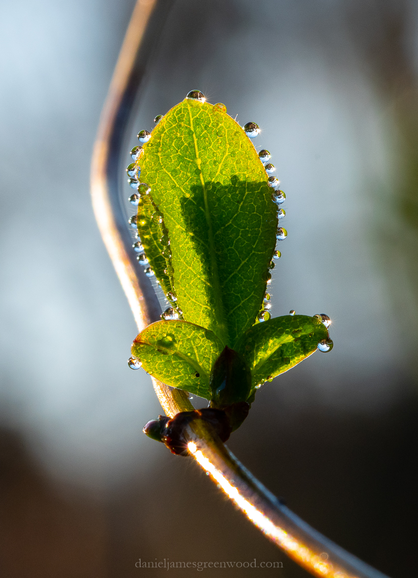 SLF macro - 18-1-2019 blog-11