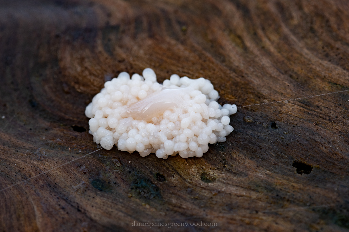 SLF macro - 18-1-2019 blog-5