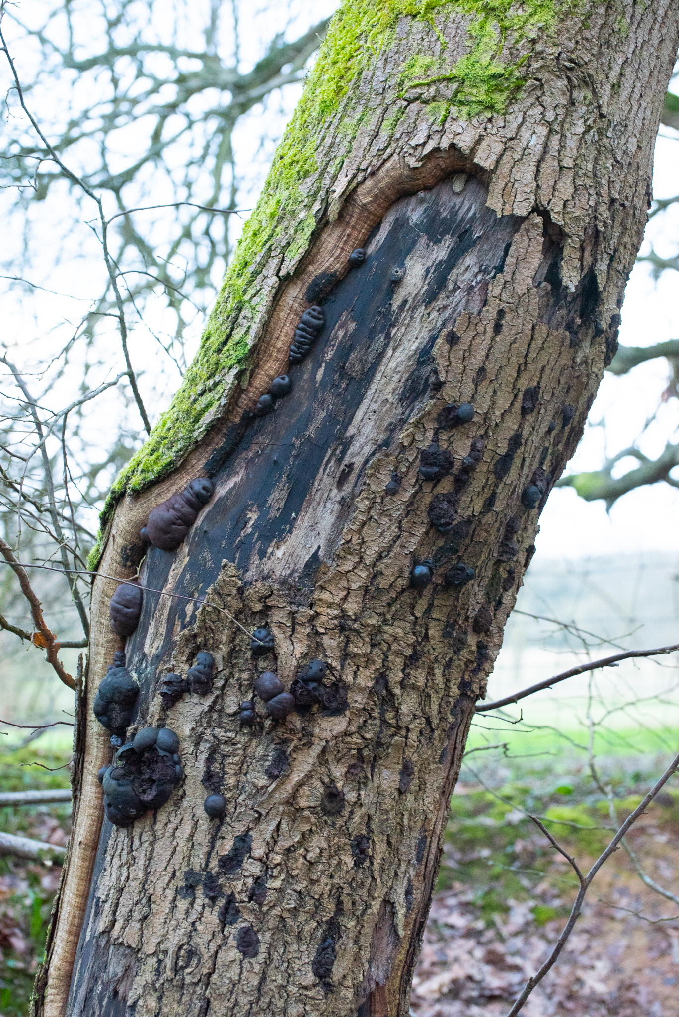 Chesworth_29-2-2020_LR_lo-res-06