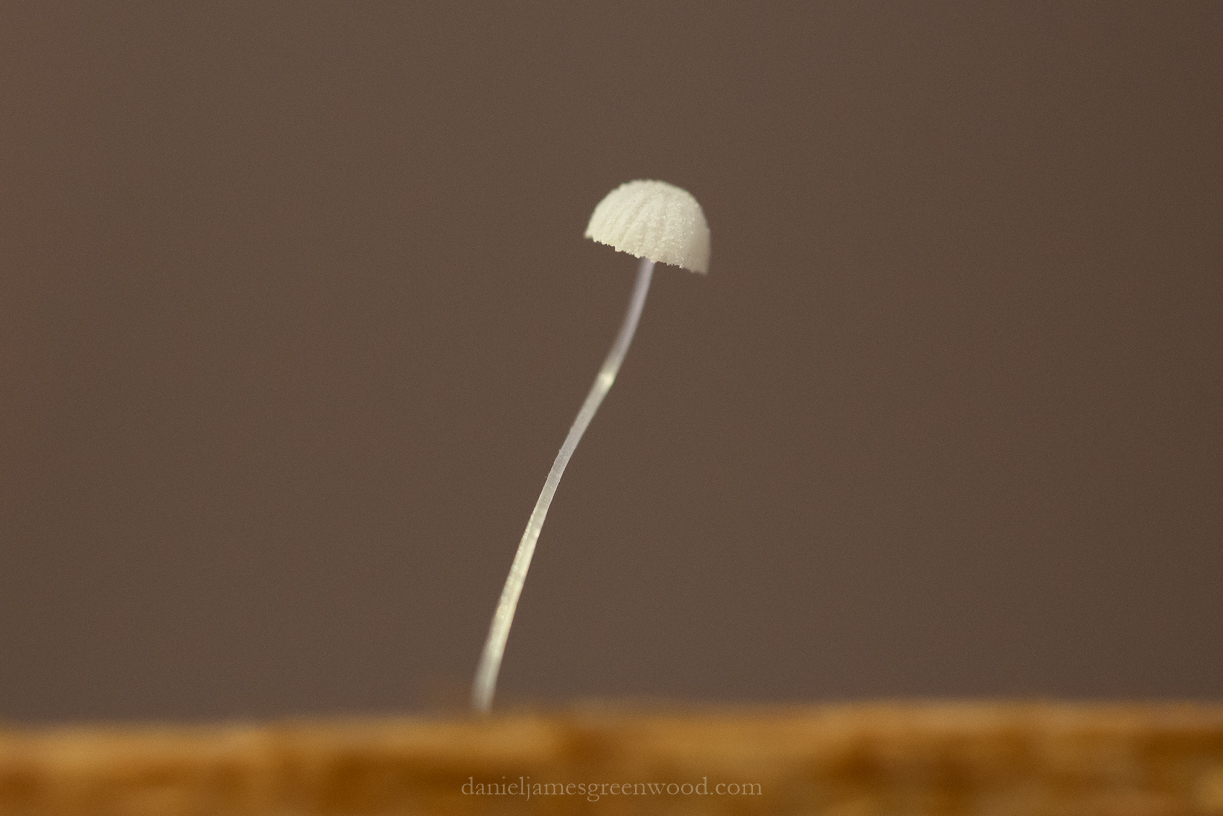 shedshroom - 2-2-2020 blog-2