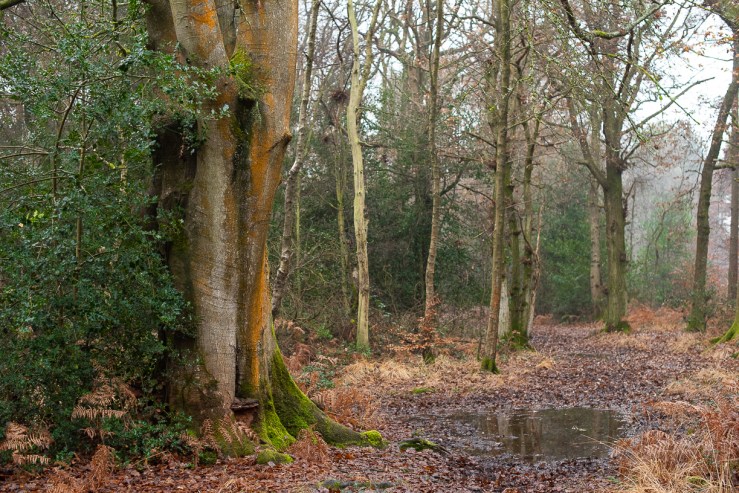 SLF - 5-12-2019 blog-18