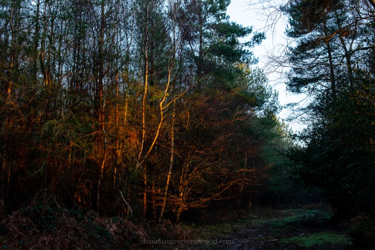 SLF - 6-2-2020 blog-1