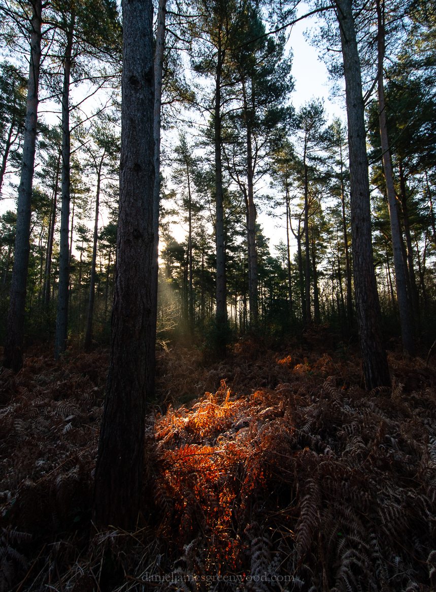 SLF - 6-2-2020 blog-21