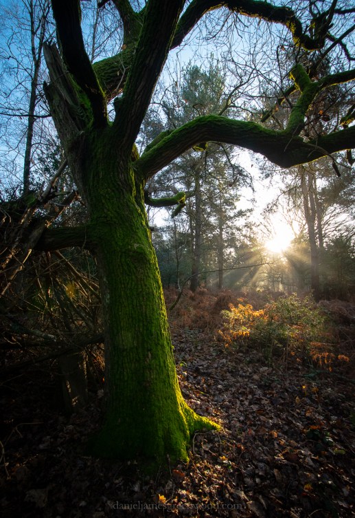 SLF - 6-2-2020 blog-29