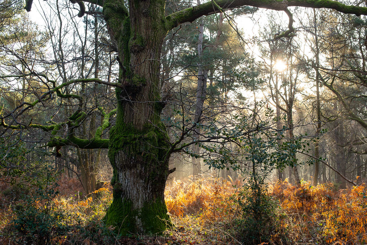 SLF - 6-2-2020 blog-37