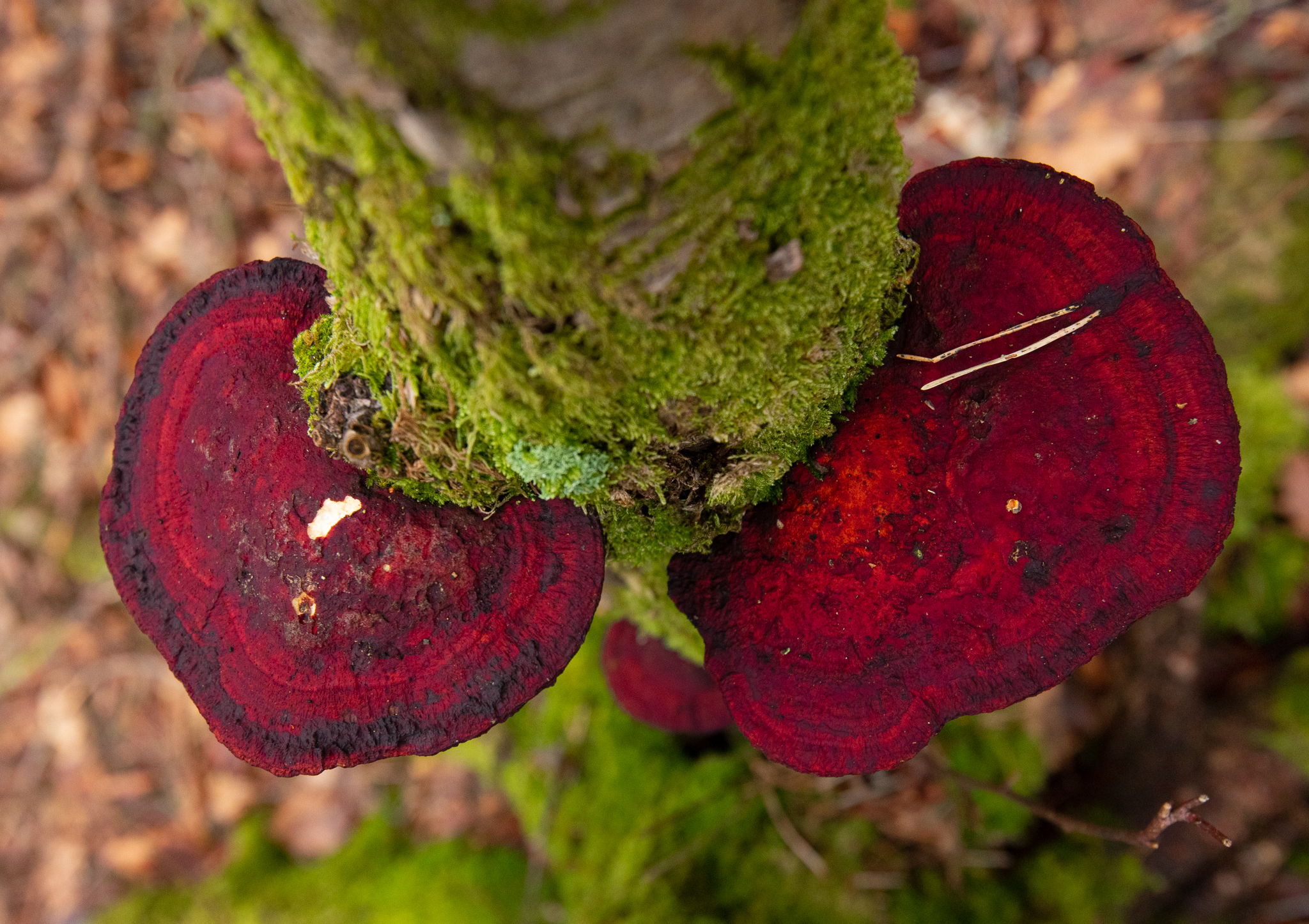 SLF_LRCC_14-2-2020-06