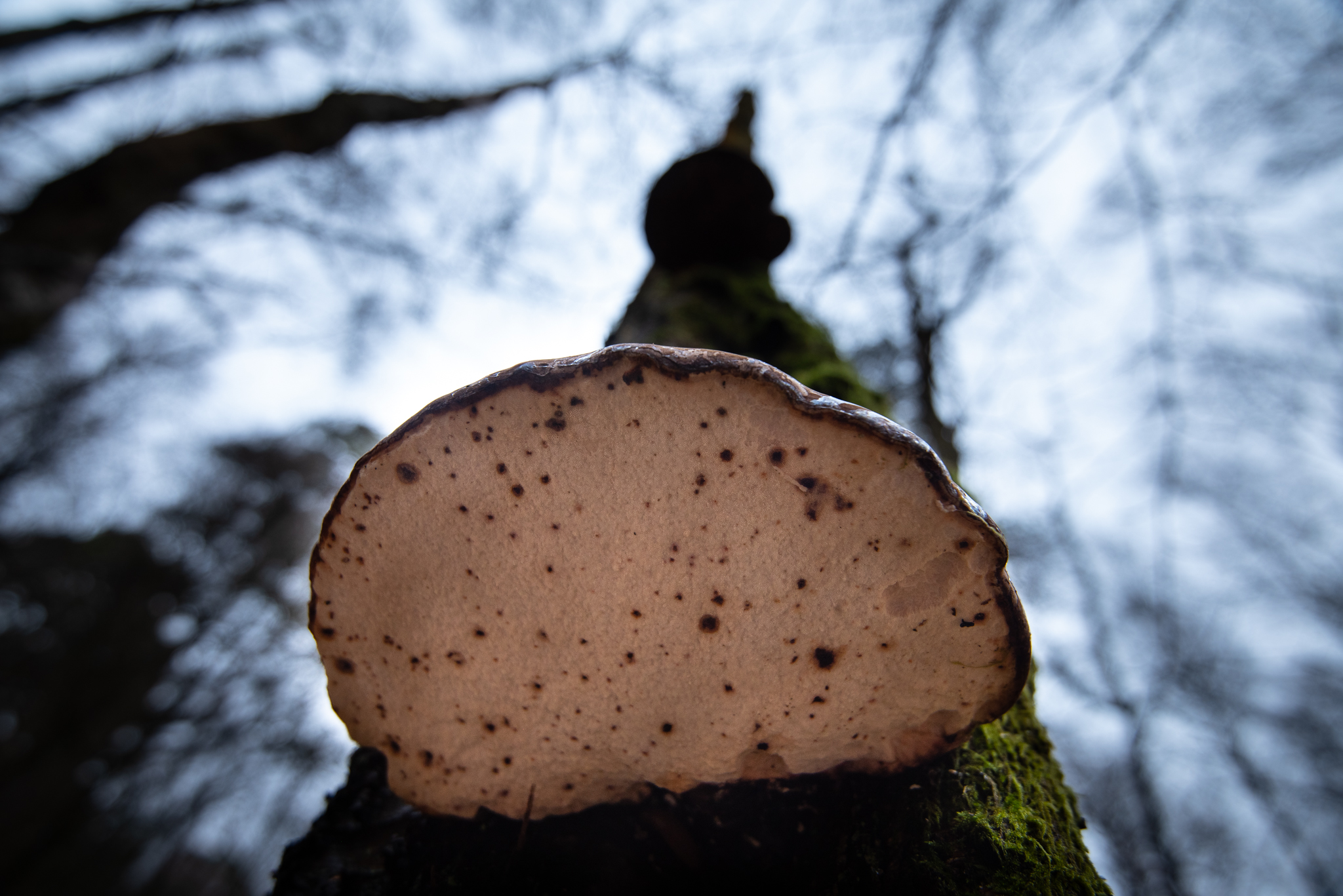 SLF_LRCC_14-2-2020-07