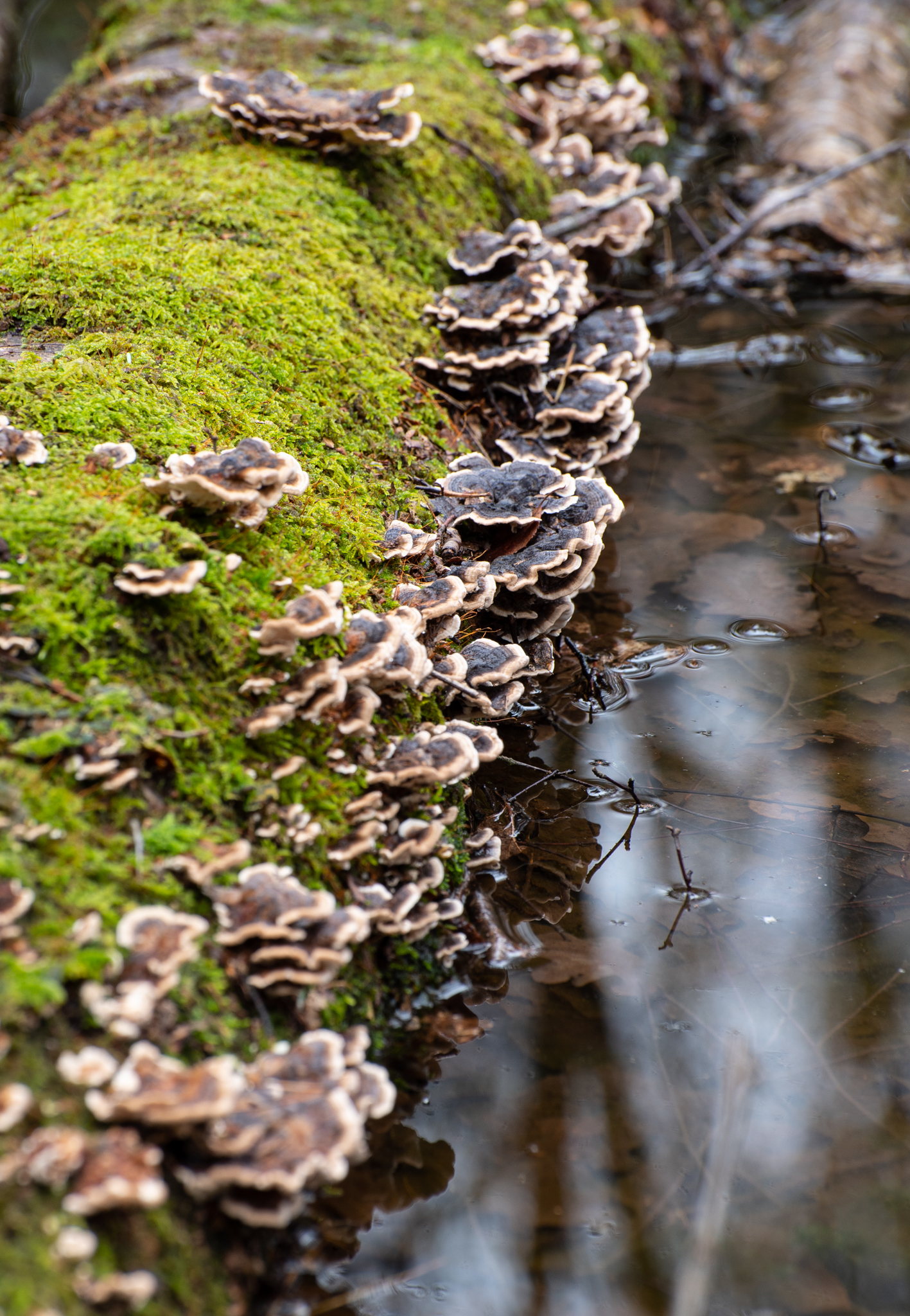 SLF_LRCC_14-2-2020-09