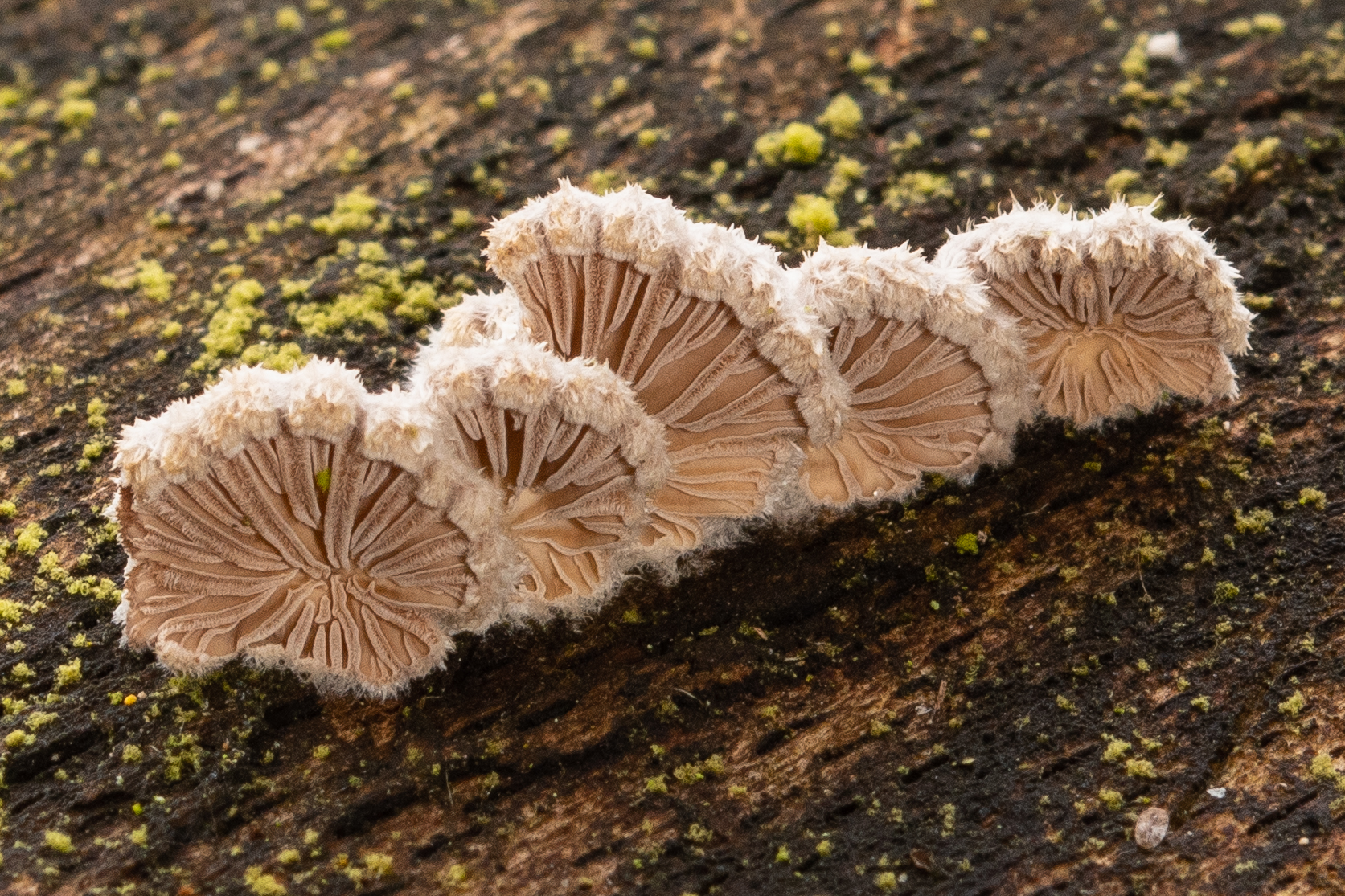 SLF_LRCC_14-2-2020-1