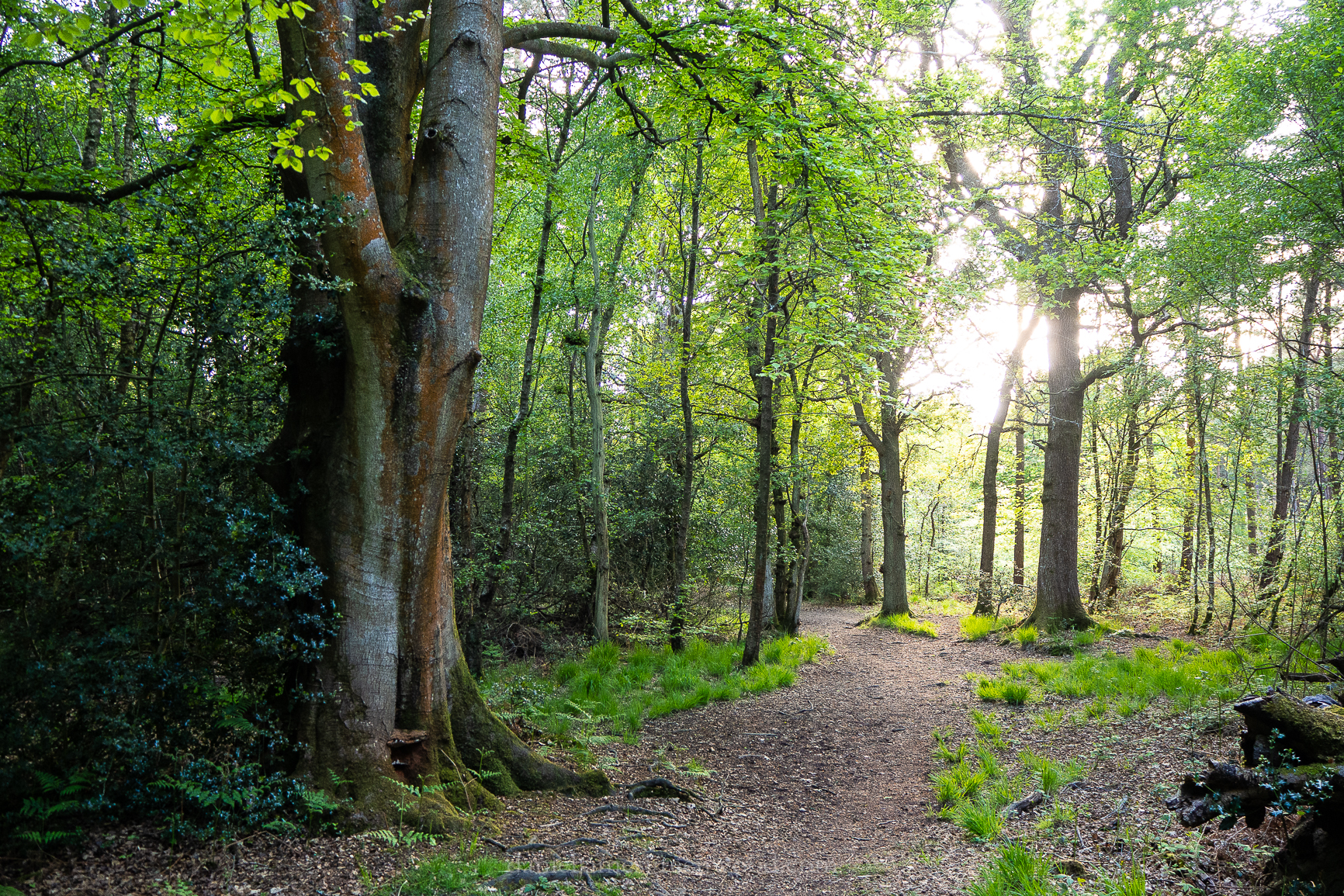 St. Leonards Forest - 12-5-2019 djg-6