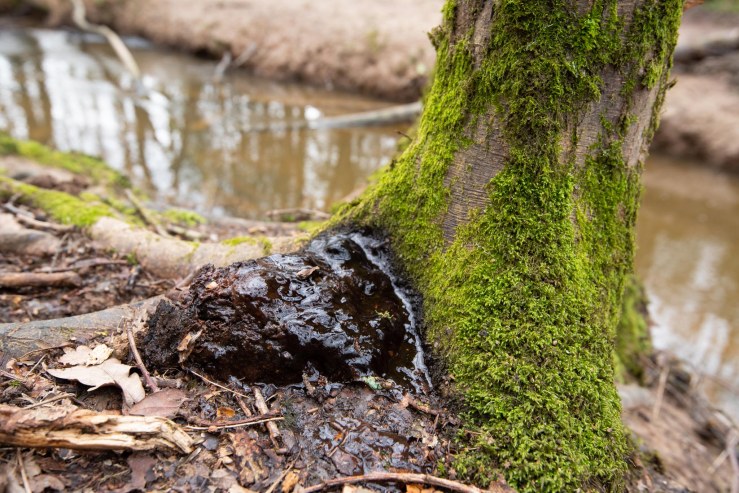 Fungi_Friday_13-3-2020_lo-res-1