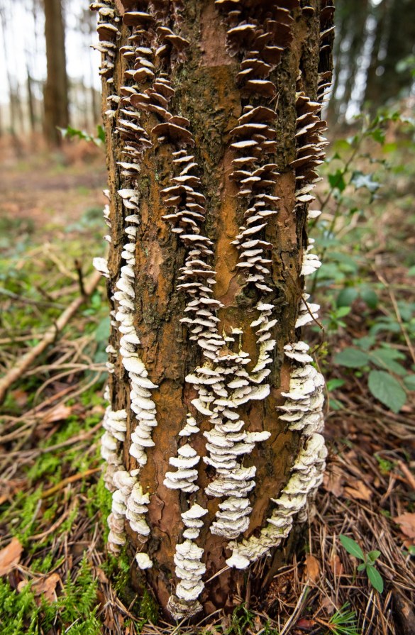 Fungi_Friday_13-3-2020_lo-res-3