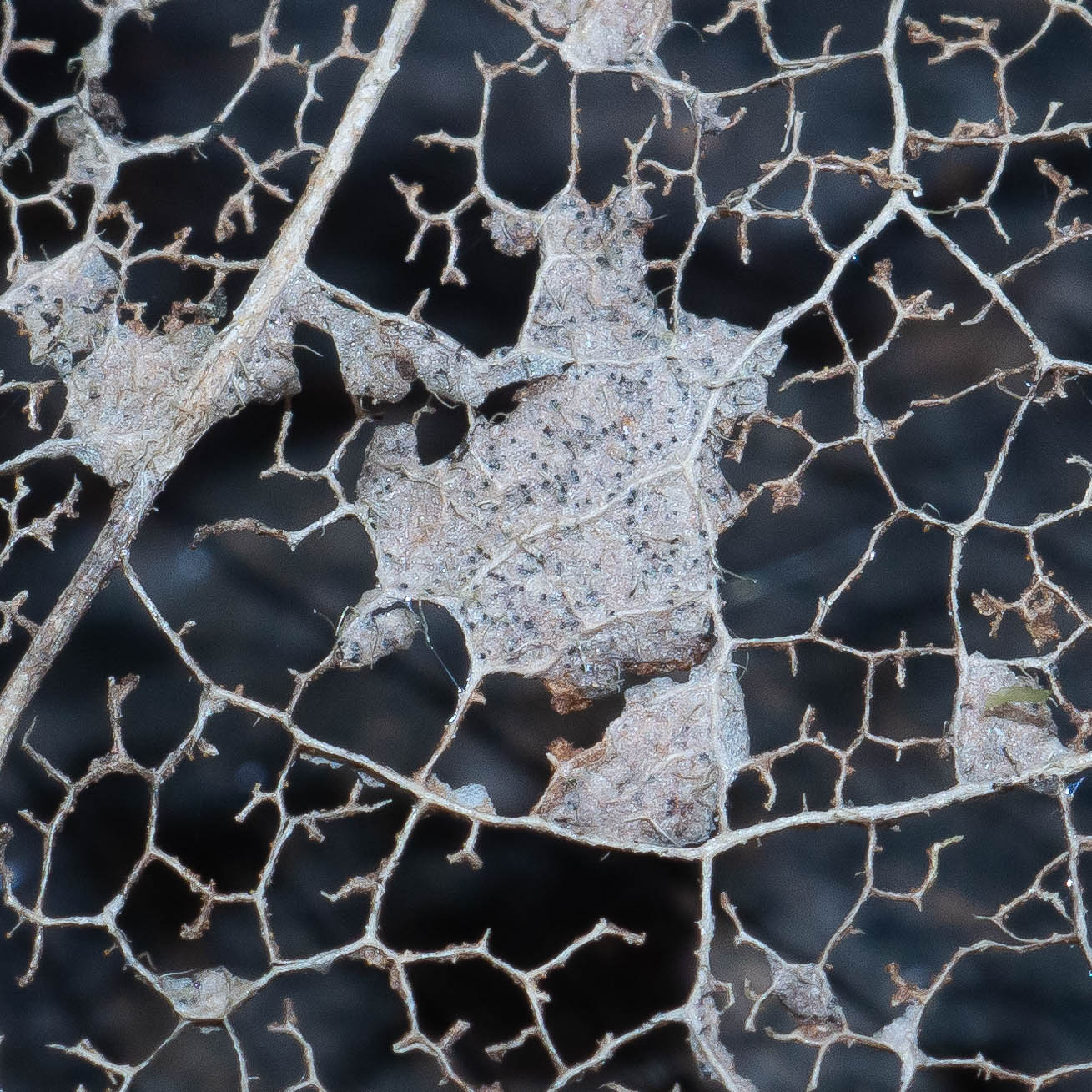 Garden_18-3-2020_lo-res-4