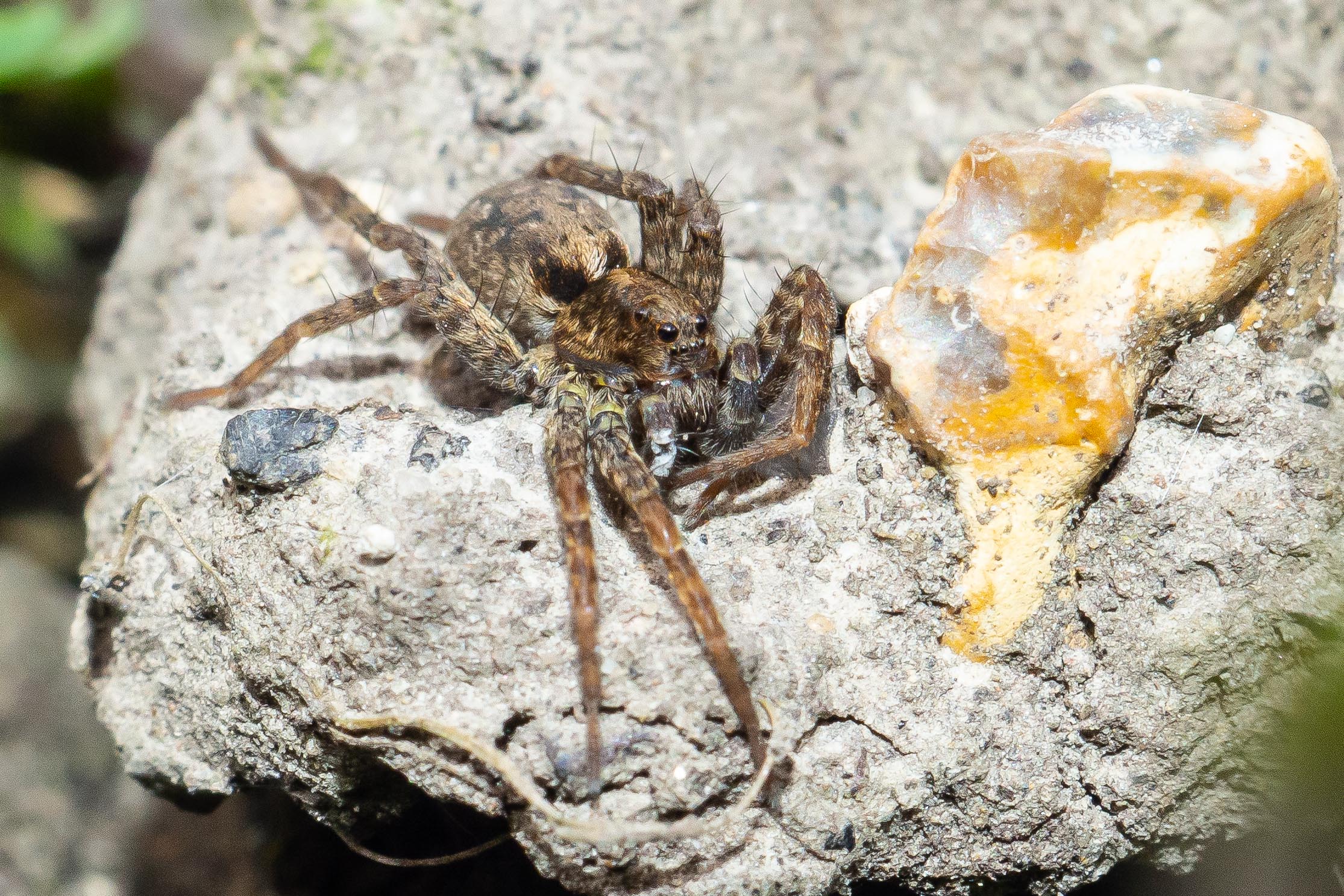 Garden_21-3-2020_lo-res-05