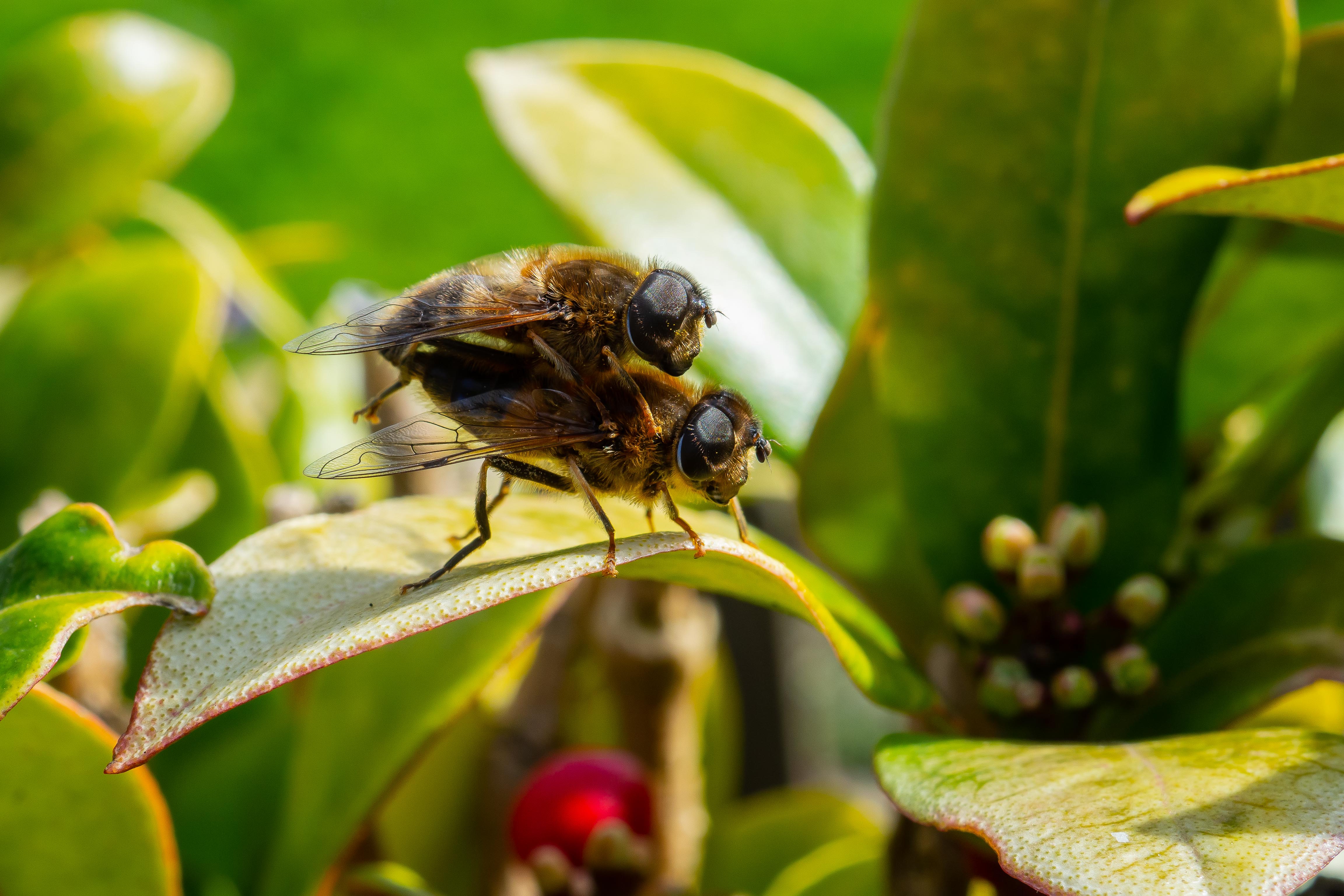 Garden_21-3-2020_lo-res-16