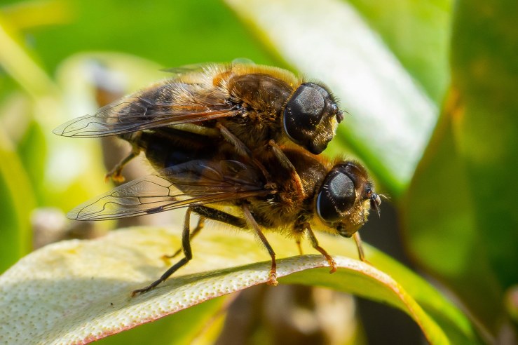 Garden_21-3-2020_lo-res-18