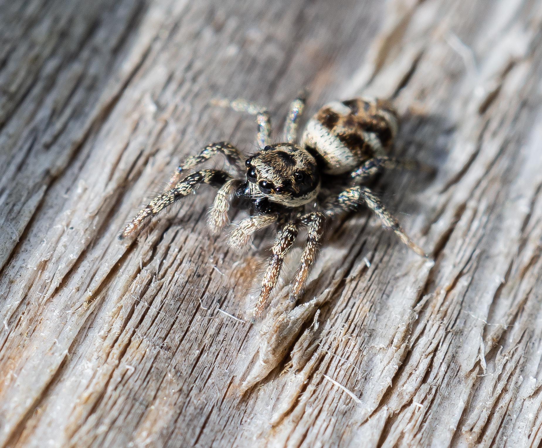 Garden_21-3-2020_lo-res-23