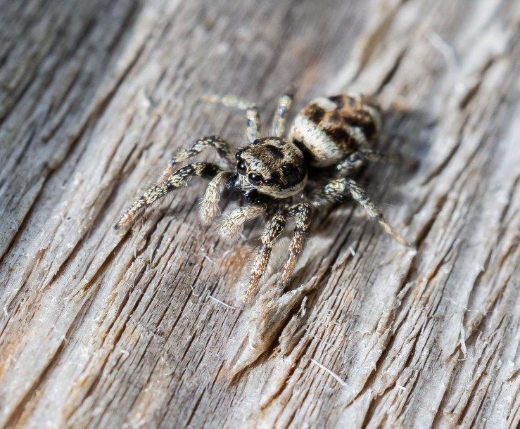 Garden_21-3-2020_lo-res-23