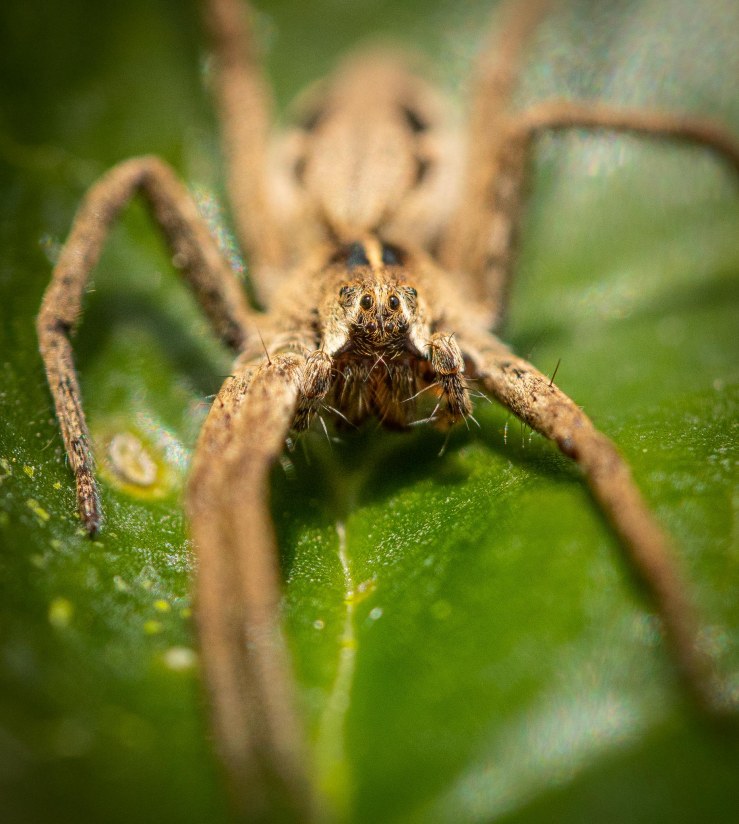 Garden_31-3-2020-lo-res-19