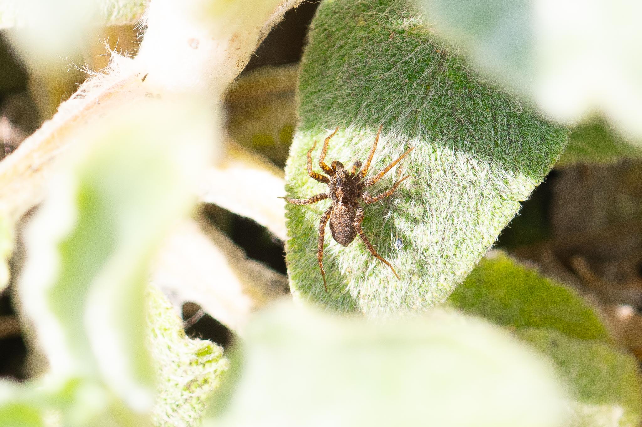 Garden_insects_27-3-2020_lo-res-18
