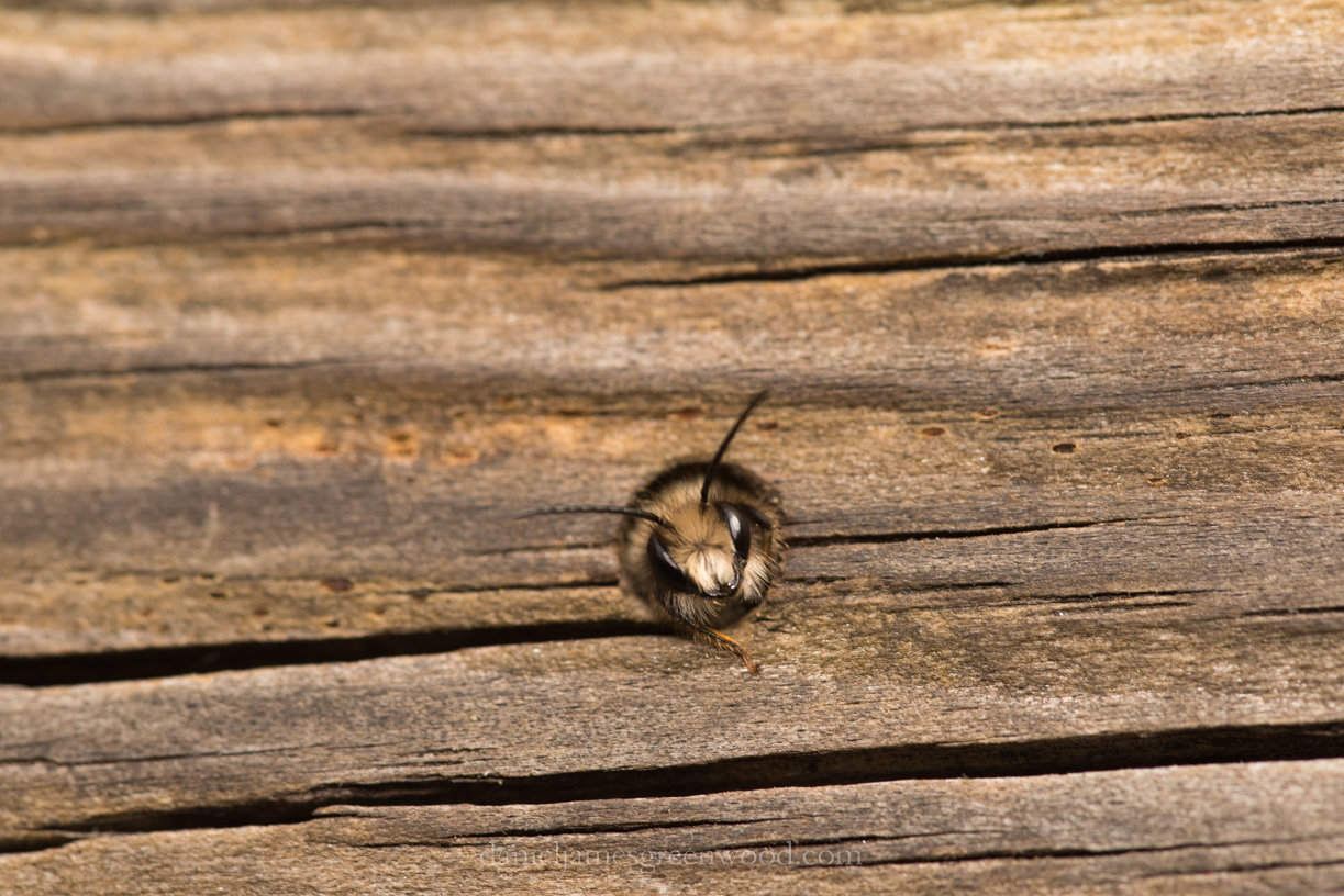 Osmia bicornis nesting - 16-4-17 blog-7