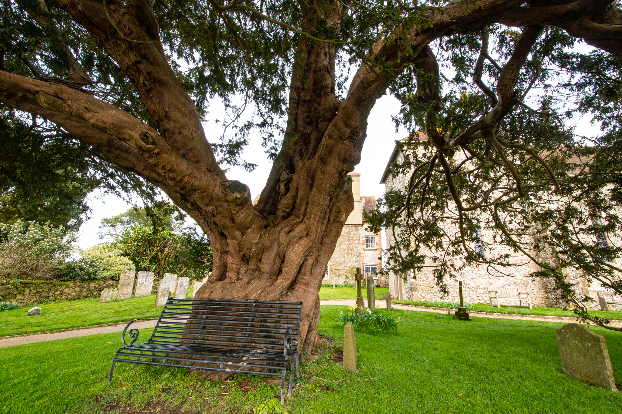 Sullington_yew_9-3-2020-2