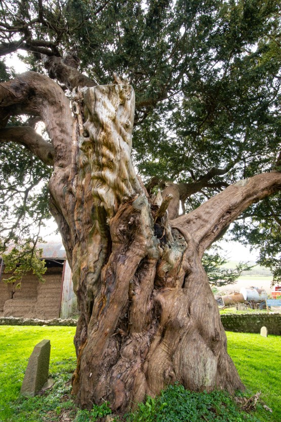 Sullington_yew_9-3-2020-6