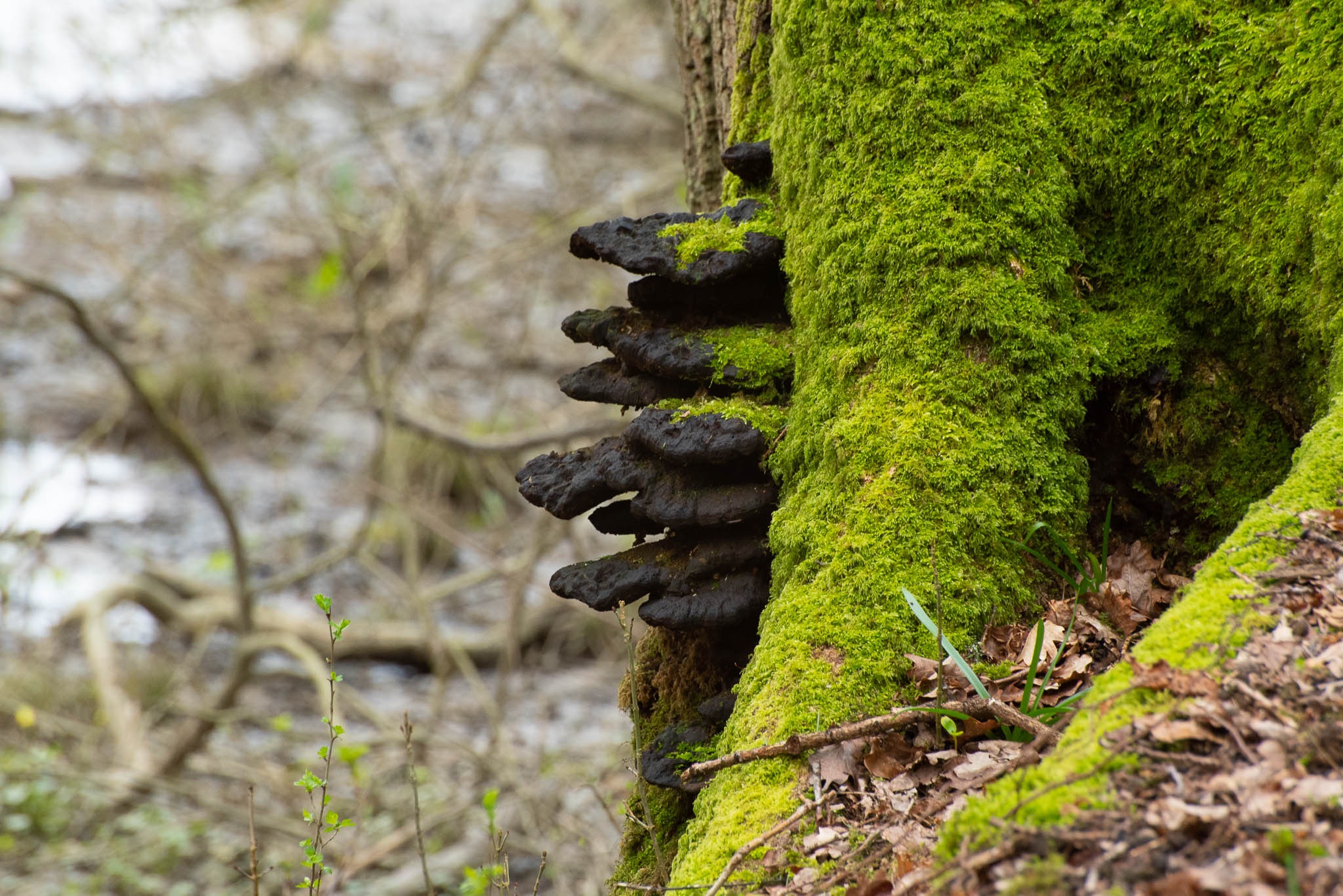 Warnham_19-3-2020_lo-res-01