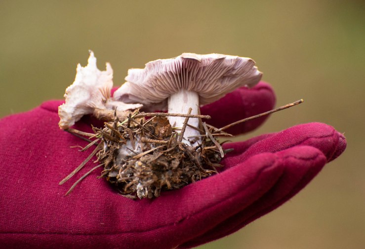 Warnham_19-3-2020_lo-res-04