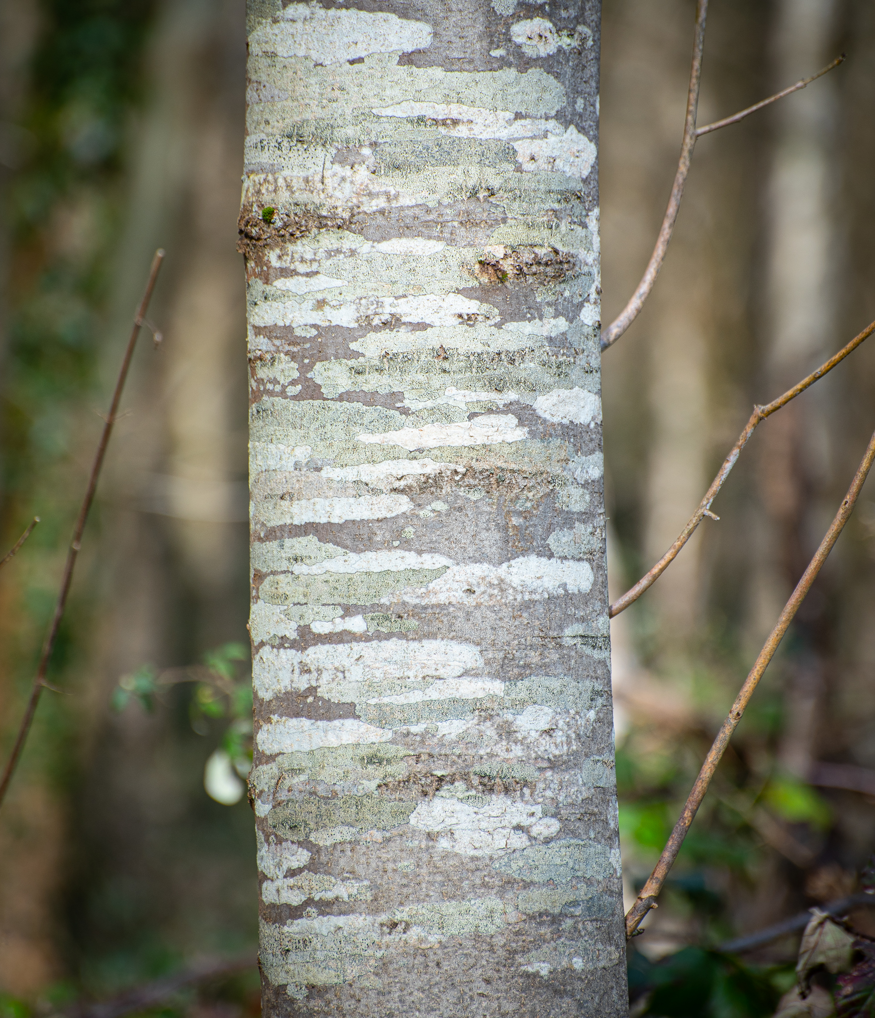 Warnhqm_8-3-2020_LRCC-13