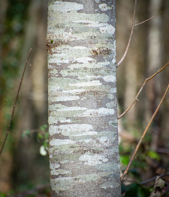 Warnhqm_8-3-2020_LRCC-13