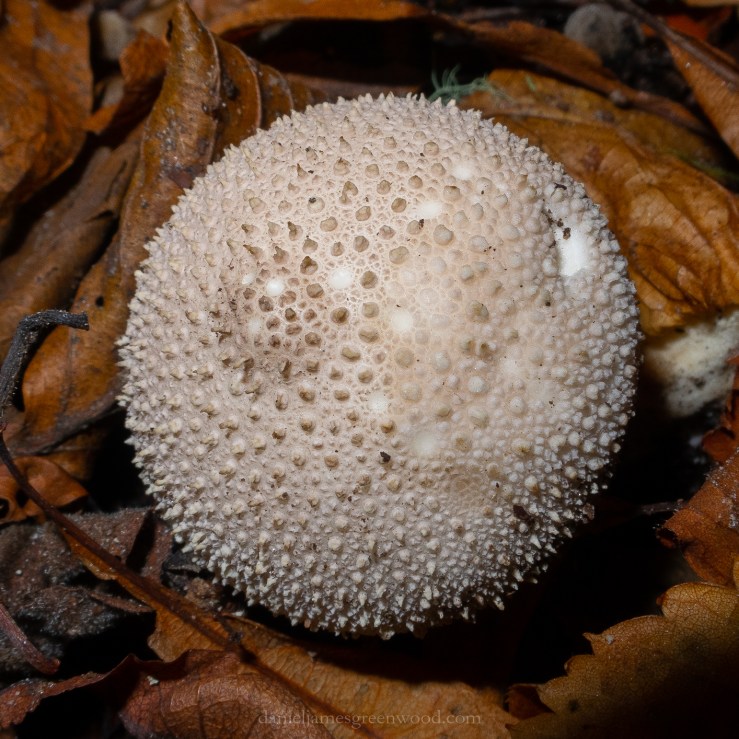 BenVrackie_Sept2018-2