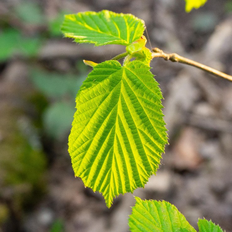 Denne_14-4-2020-lo-res-12