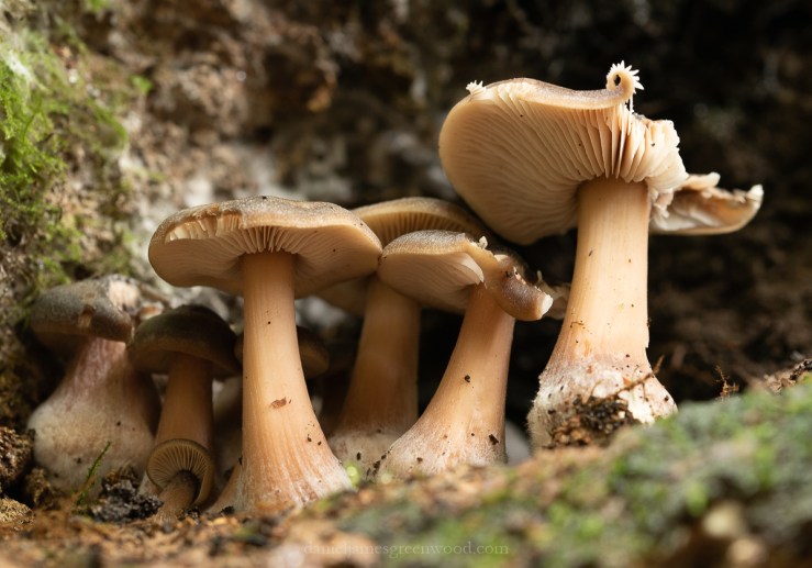 Ebernoe - 8-11-2019 blog-18