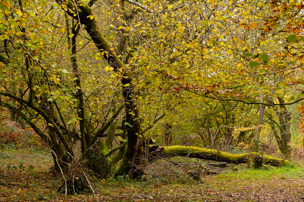 Ebernoe - 8-11-2019 blog-88