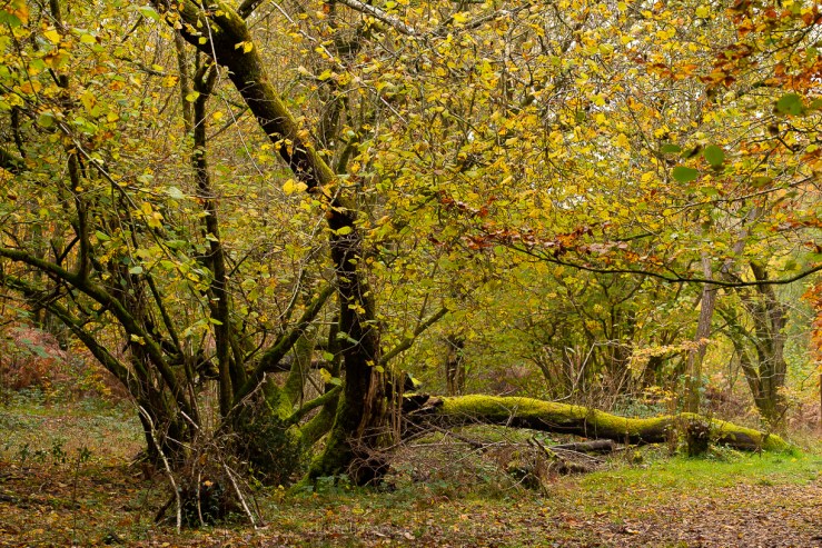 Ebernoe - 8-11-2019 blog-88